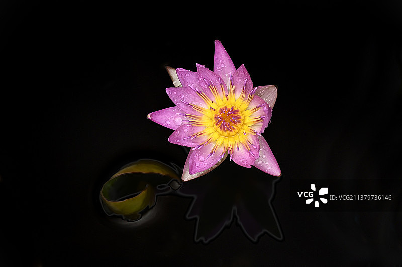 睡莲开放优雅脱俗雨露晶莹剔透壁纸美景图片素材