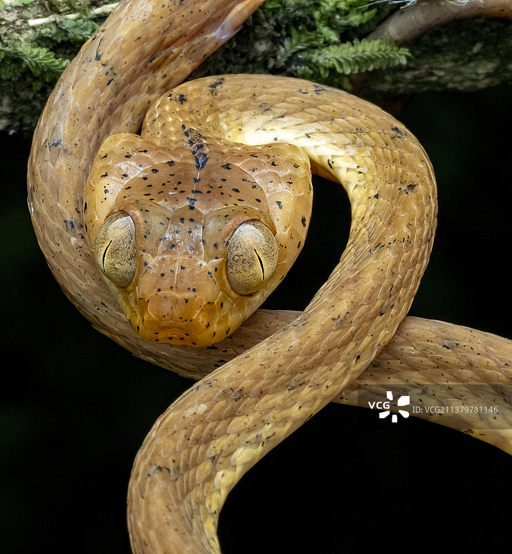 钝头树蛇图片素材