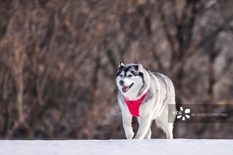 雪地上的西伯利亚哈士奇犬图片素材