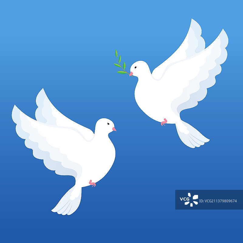 蓝色背景上的橄榄枝白鸽图片素材