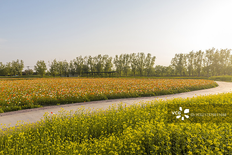 虞美人图片素材