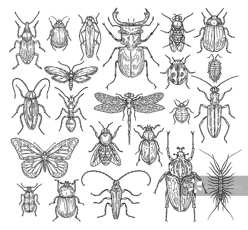 手绘昆虫：蝴蝶、甲虫、蚂蚁图片素材