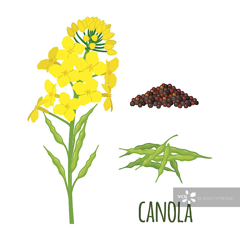 扁平风格的油菜花、豆荚和种子图片素材