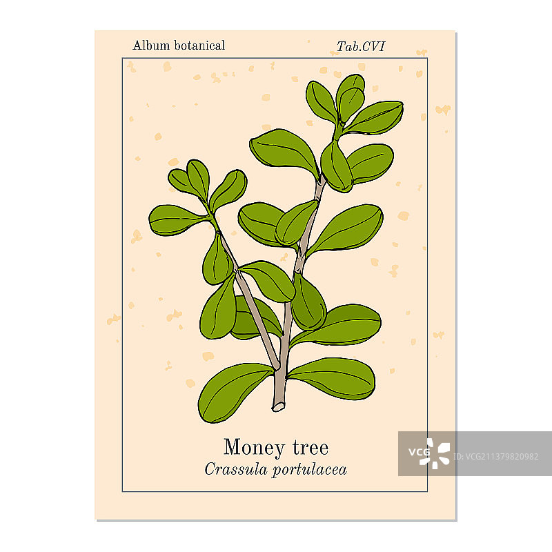 摇钱树或玉树图片素材