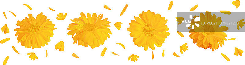 万寿菊花2.5D模型图片素材