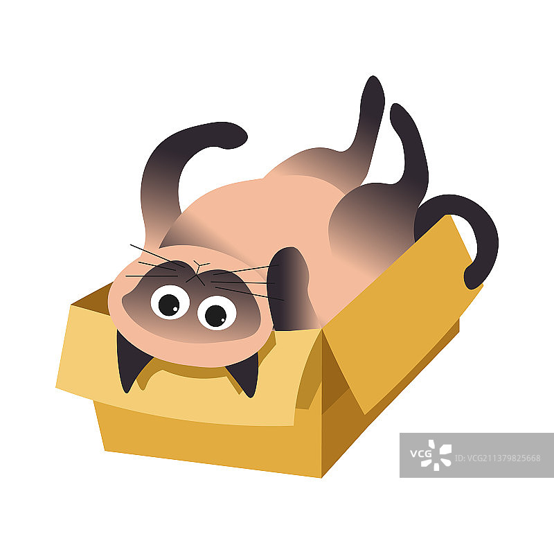 暹罗猫躺在盒子上图片素材