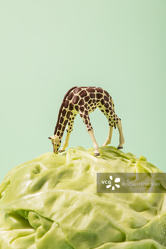 创意摄影站在卷心菜上的长颈鹿图片素材