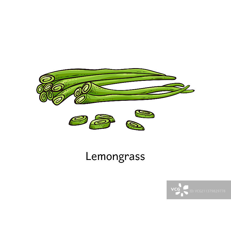 新鲜绿色香草植物简笔画图片素材