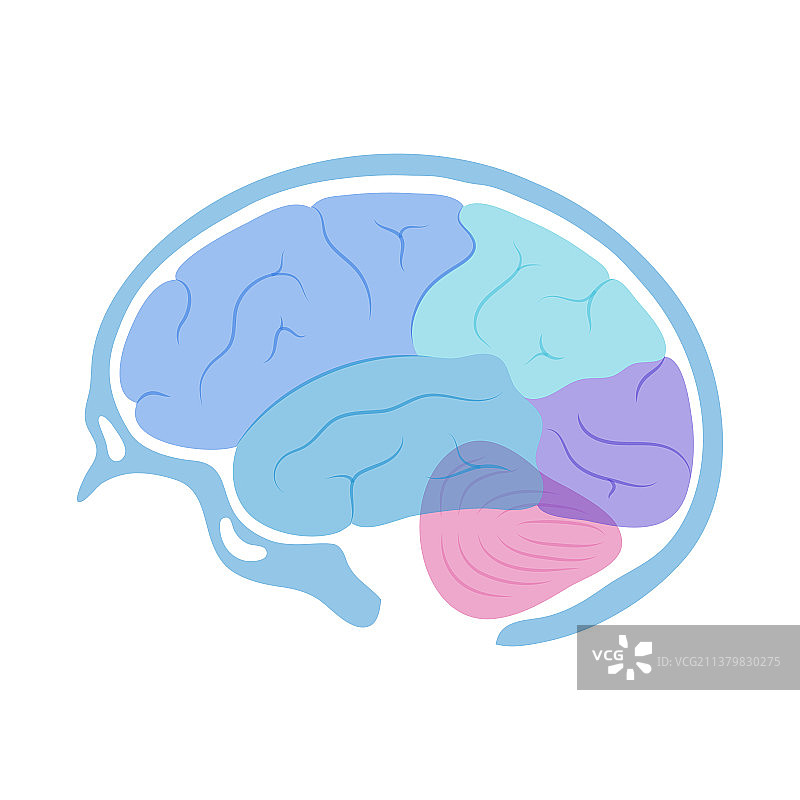 人脑解剖结构图片素材