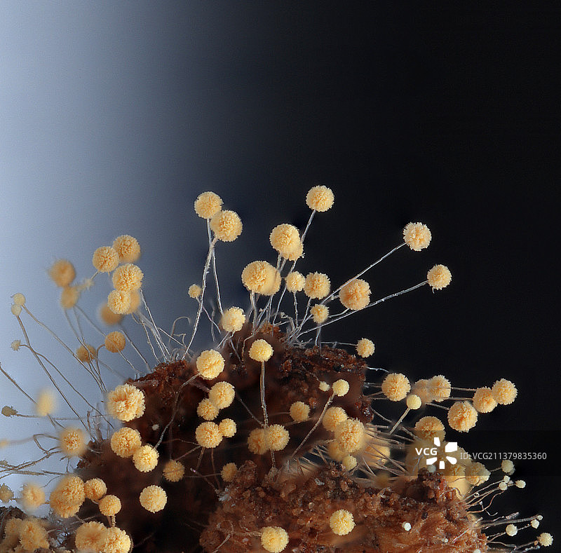 真菌霉菌发霉菌丝显微微距特写图片素材