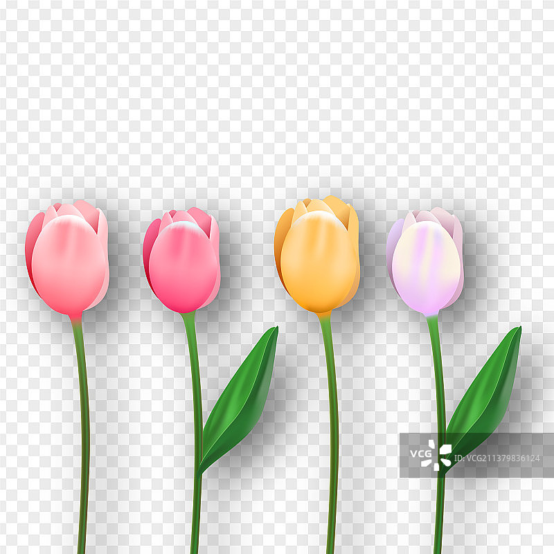 粉色3D郁金香春季花朵合集图片素材