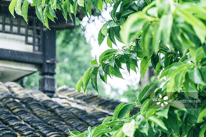 下雨天的树叶与古建筑背景图片素材