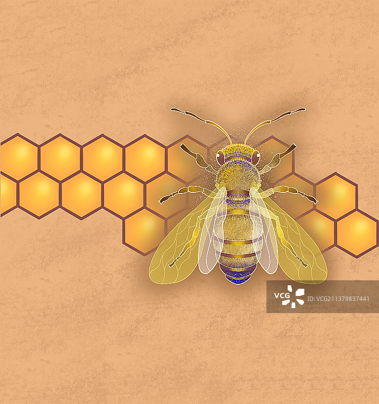 蜜蜂图片素材