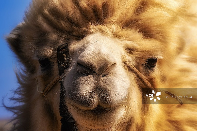 沙漠之舟-骆驼特写图片素材