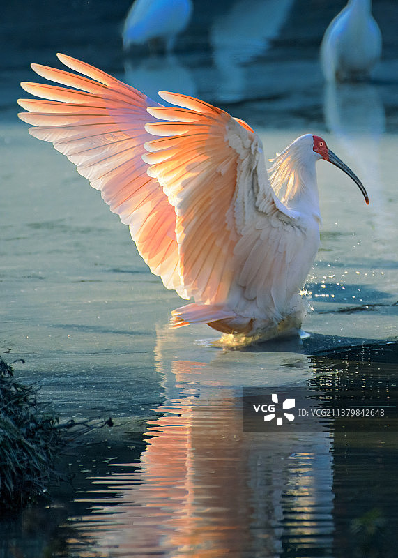 朱鹮亮翅图片素材