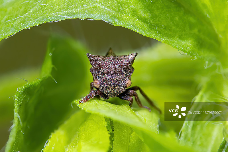 在叶间隐匿的角蝉图片素材
