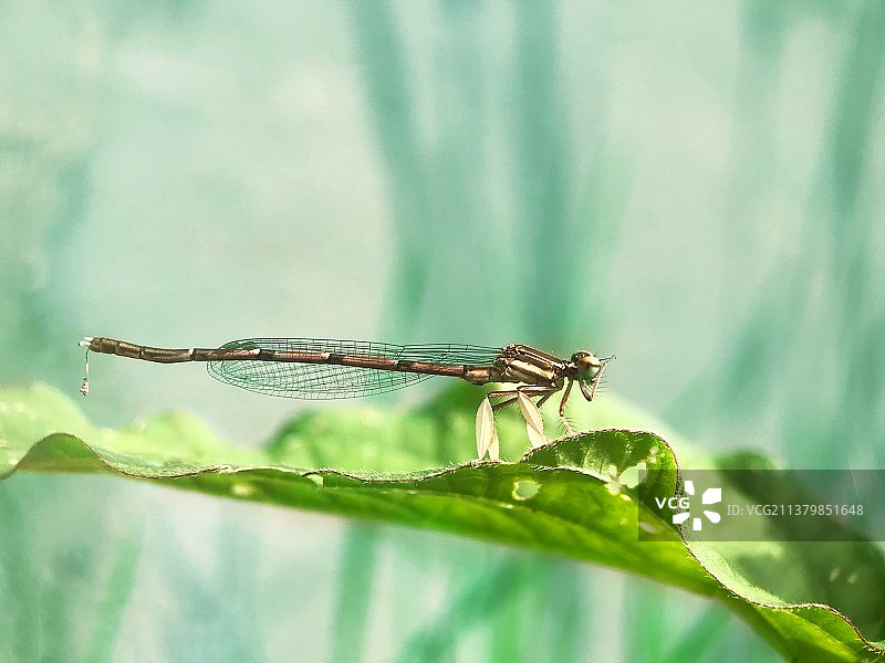 溪边豆娘图片素材