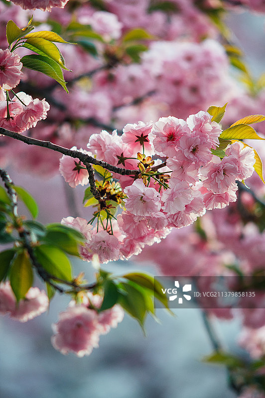 初年盛开的粉色关山樱图片素材