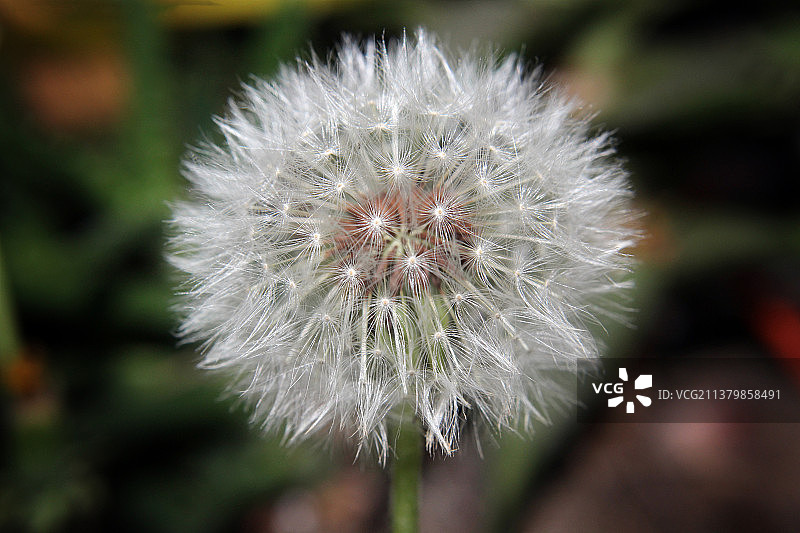 蒲公英微距横向特写图片素材