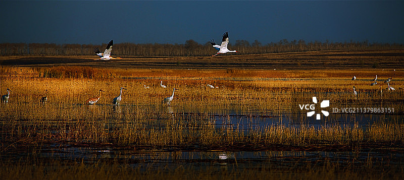候鸟驿站——莫莫格图片素材