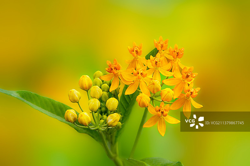 马利筋图片素材