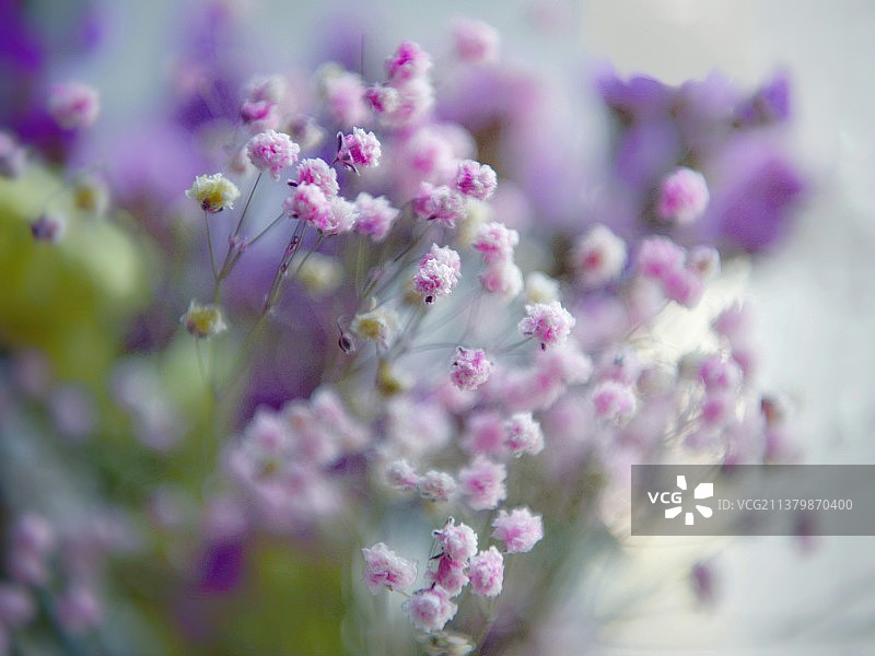 满天星图片素材