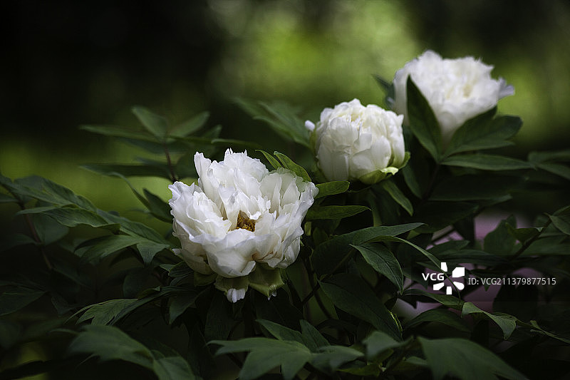 三朵白色牡丹花图片素材
