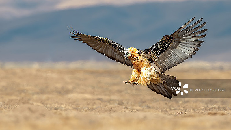 胡兀鹫图片素材