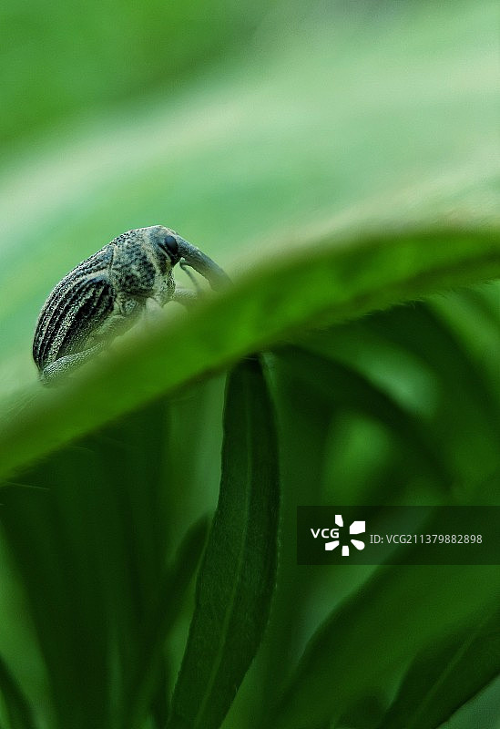 象鼻虫图片素材