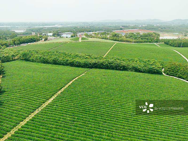 武汉江夏区茶田图片素材