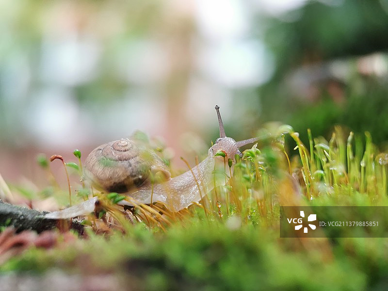 蜗牛苔中游图片素材