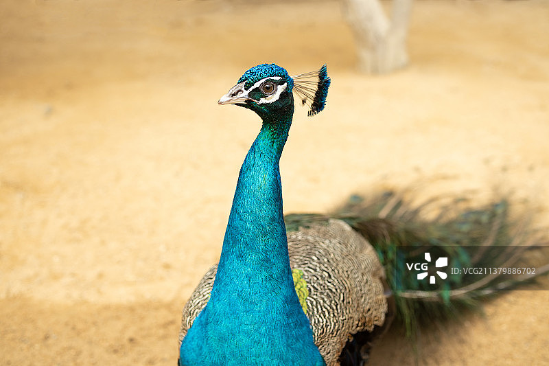 孔雀肖像照图片素材