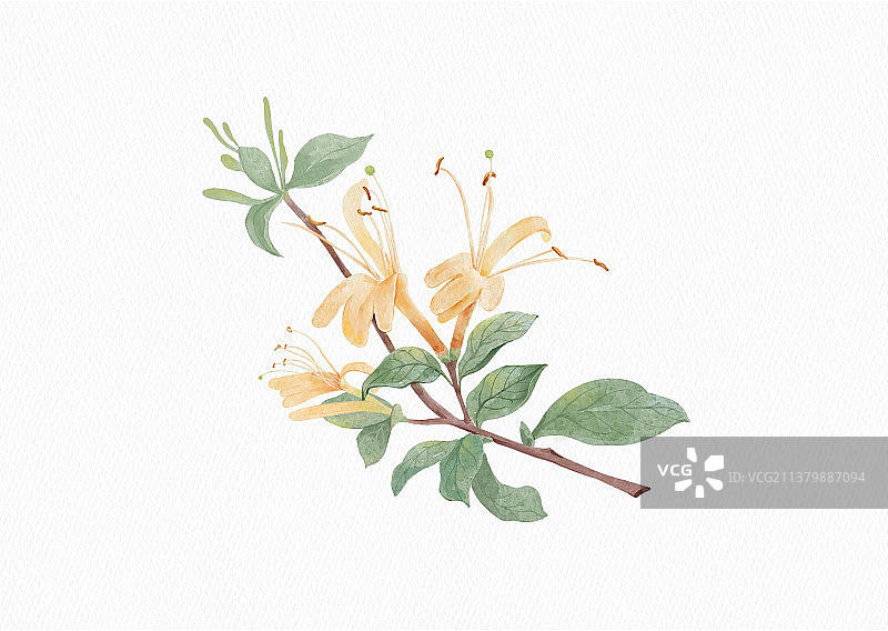 黄色金银花图片素材