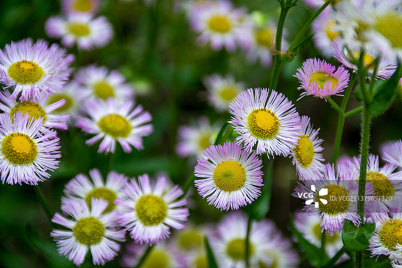 一簇带着粉色花边的飞蓬花图片素材