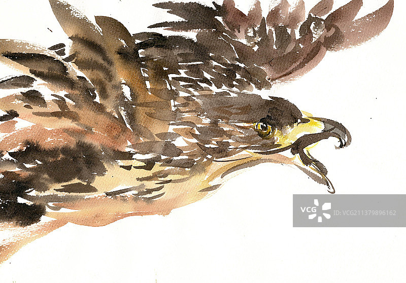 展翅的雄鹰图片素材