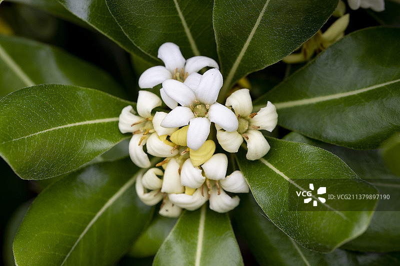 七里香图片素材