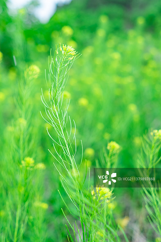 中国野生植物拍摄主题，园林绿化带里一片绿色的播娘蒿植物茎特写，户外白昼无人图像摄影图片素材