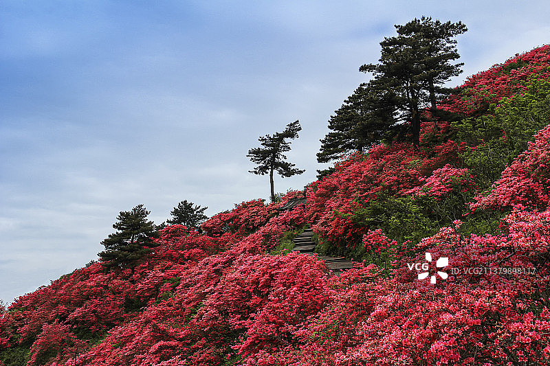 满山开遍红杜鹃图片素材