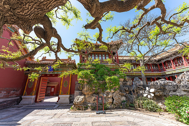 春天的故宫御花园养性斋美景图片素材