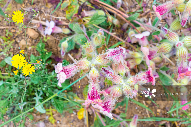 中国野生植物拍摄主题，墙壁上长出盛开的红色地黄鲜花花朵特写，户外白昼无人图像摄影图片素材