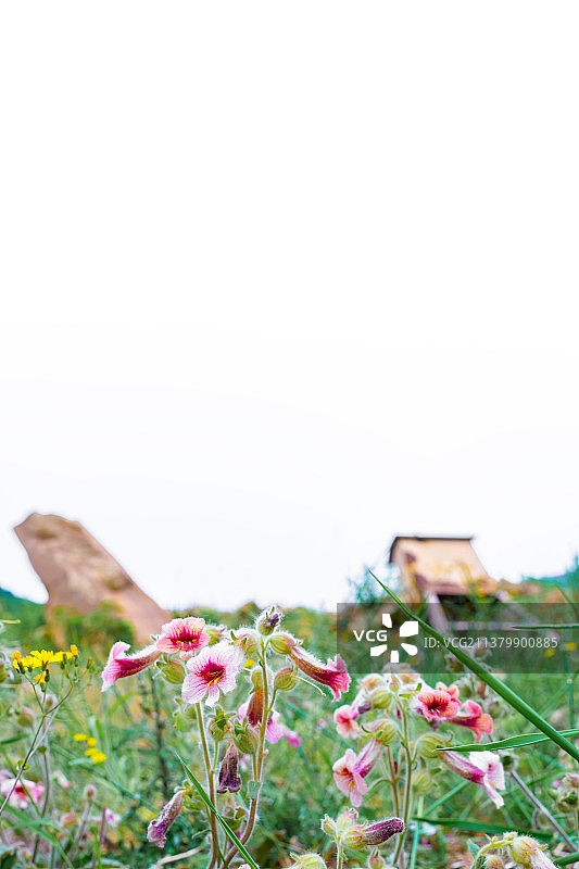 中国野生植物拍摄主题，墙壁上长出盛开的红色地黄鲜花花朵特写，户外白昼无人图像摄影图片素材