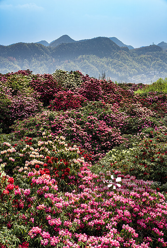 毕节百里杜鹃图片素材