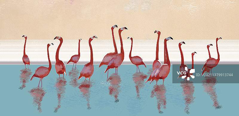 火烈鸟图片素材