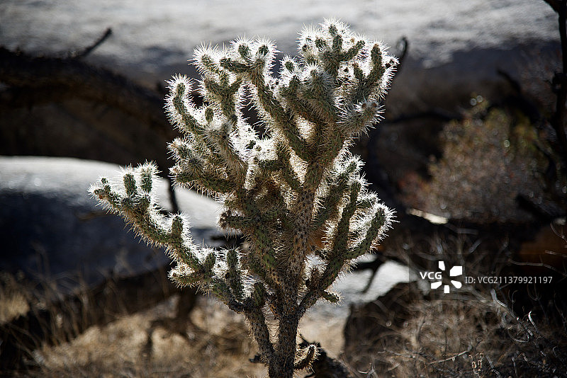 逆光仙人掌，加利福尼亚州冰冻植物特写图片素材