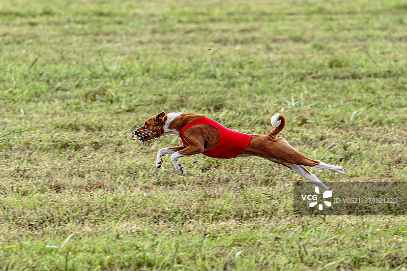 爱沙尼亚赛道上穿着红色外套的巴辛吉犬图片素材