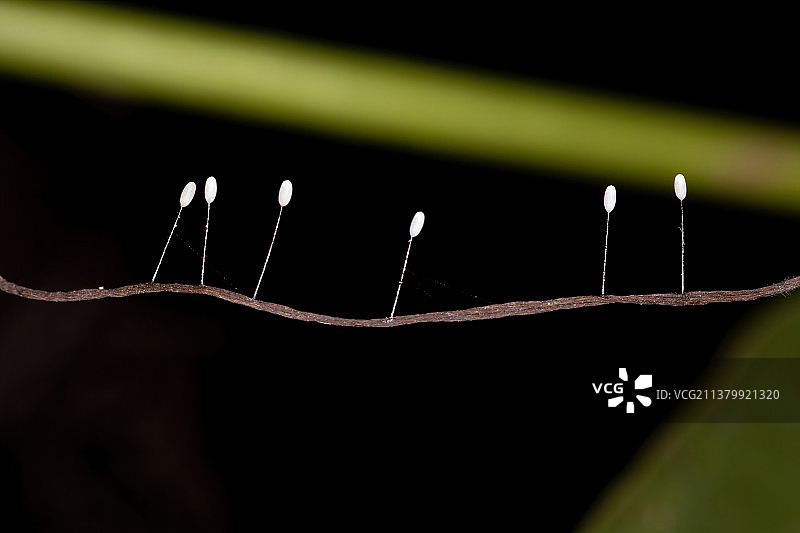 草蛉卵的铁丝网特写图片素材