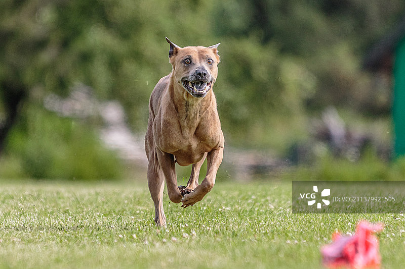 爱沙尼亚赛场上奔跑的泰国脊背犬图片素材