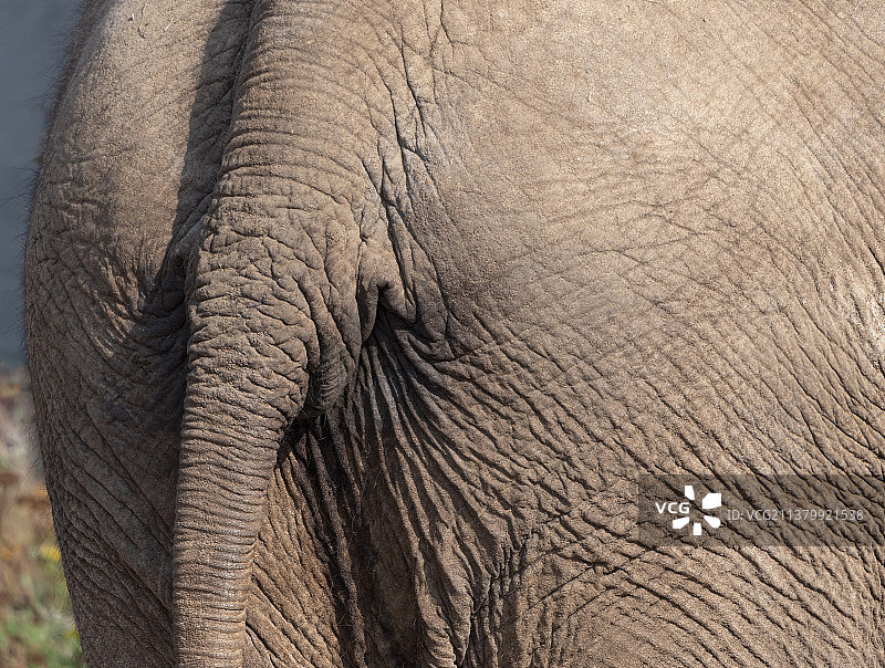 大象尾部纹理背景：粗糙皮肤的表面图片素材