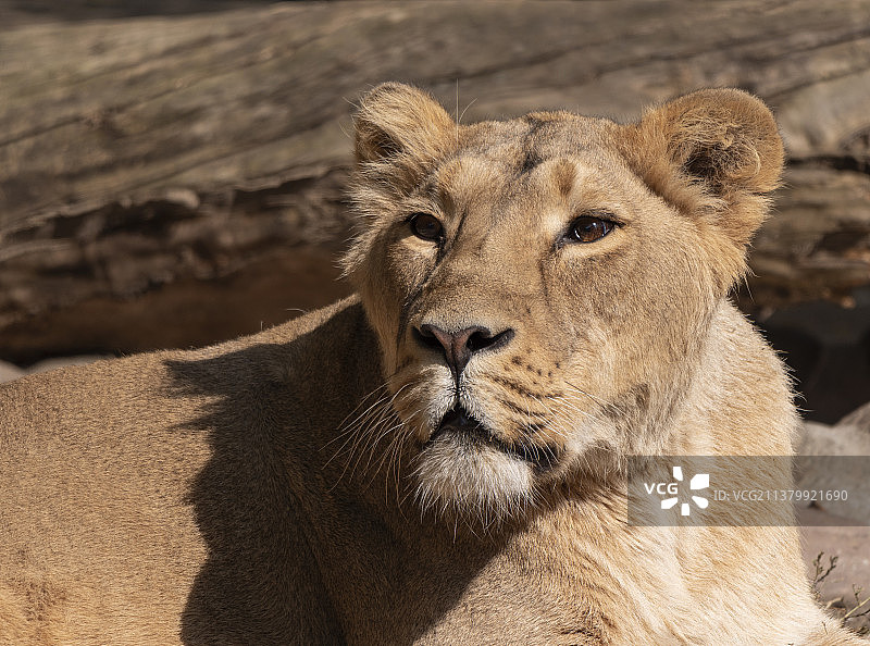 晚餐后沐浴在阳光下的母狮图片素材