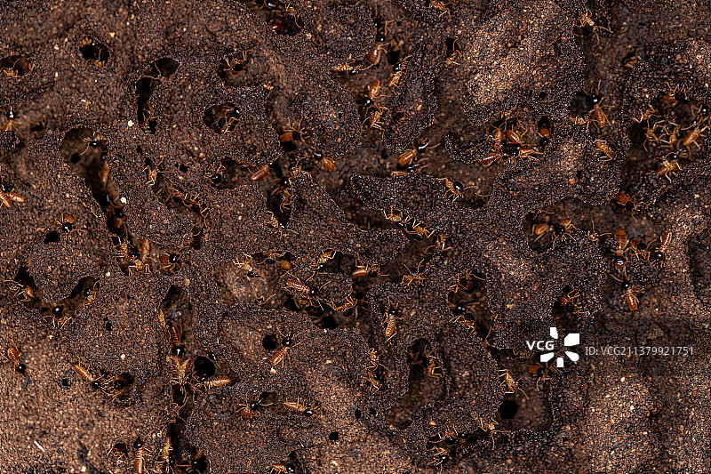 白蚁，风化墙面的全画幅镜头图片素材